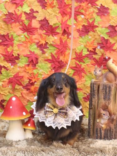 20241110オレンジくん